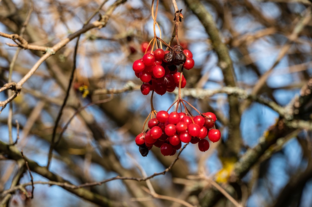 Planting and Growing Viburnum